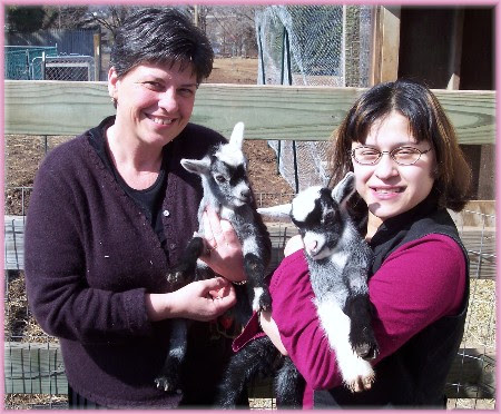 Pygmey goats