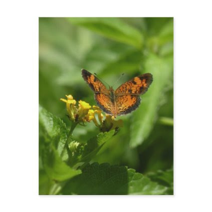 Pearl Crescent by DebinSC