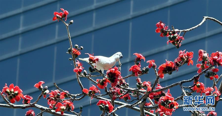 香港 木棉花开春意浓 湖北日报网香港频道