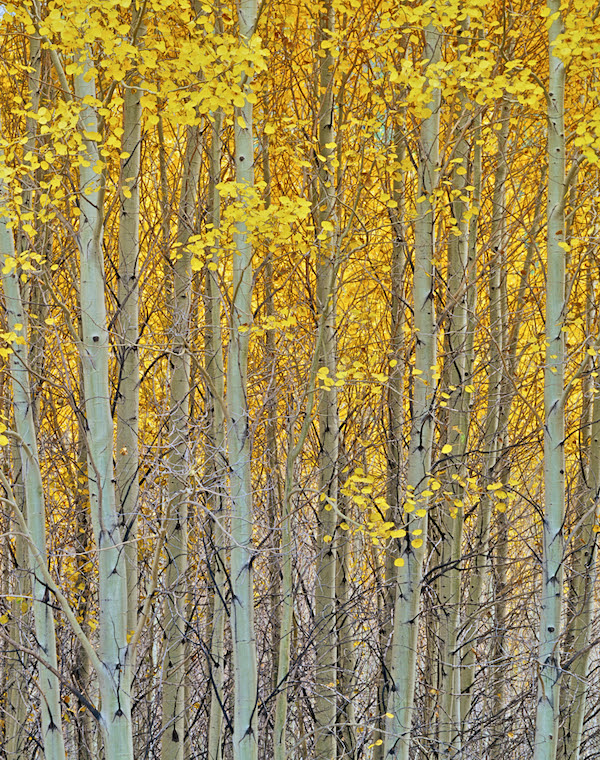 giant cycling world aspen grove