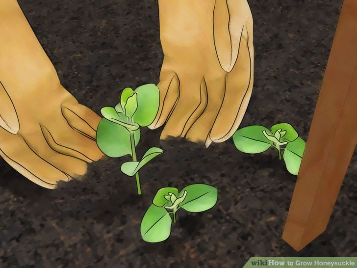 Grow Honeysuckle Step 3 Version 2.jpg