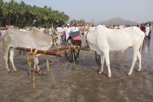 The Warm Up -Murud Janjira Bullock Cart Race Gudi Padwa 2013 by firoze shakir photographerno1