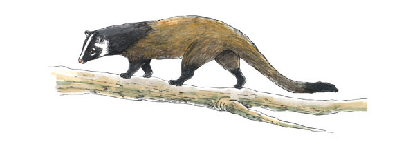 季節別ハクビシン対策 ハクビシン駆除なら撃退 ファクトリー Com 商品情報 撃退 ファクトリードットコム