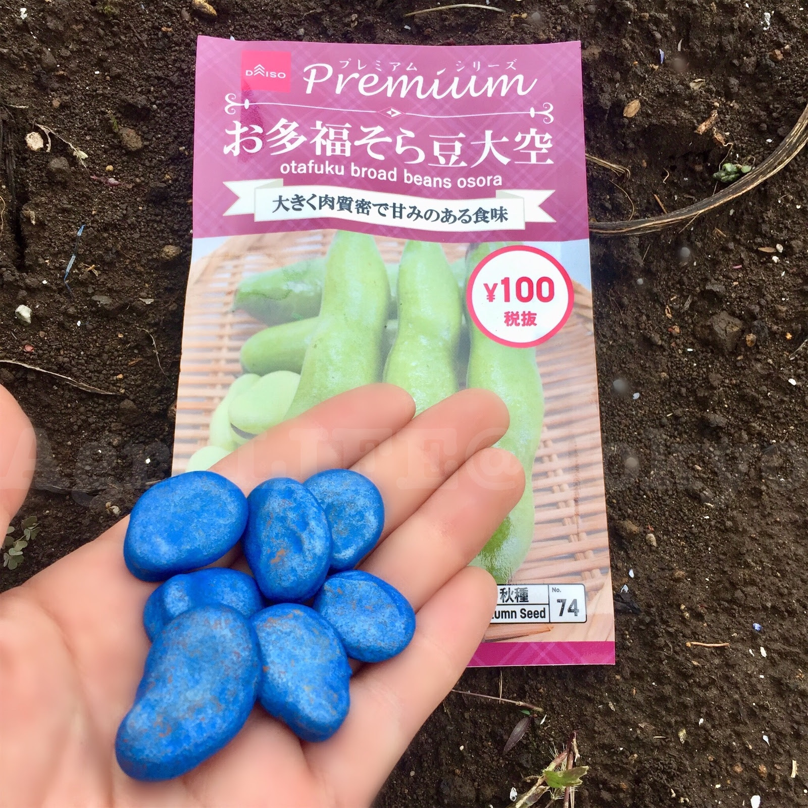 そら豆 第２弾はダイソー お多福そら豆大空 レタスミックスをデッドスペースに播種 農悩toあぐりlife Tokyo