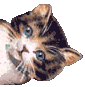 Cat Pictures, Images and Photos