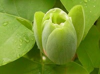 ８月１７日の誕生花 ユリノキ 百合の木 の花言葉 田園の幸福 一度見たら忘れられない花の 見事な美しさ 弥生おばさんのガーデニングノート 花と緑 の365日 楽天ブログ