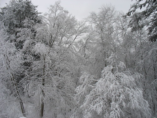 snowy14Jan08-8317