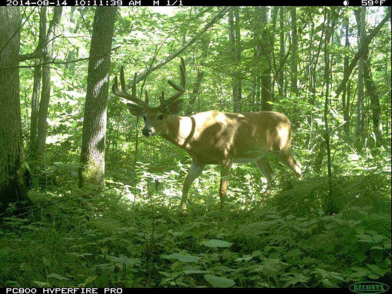 Buck-1024x768