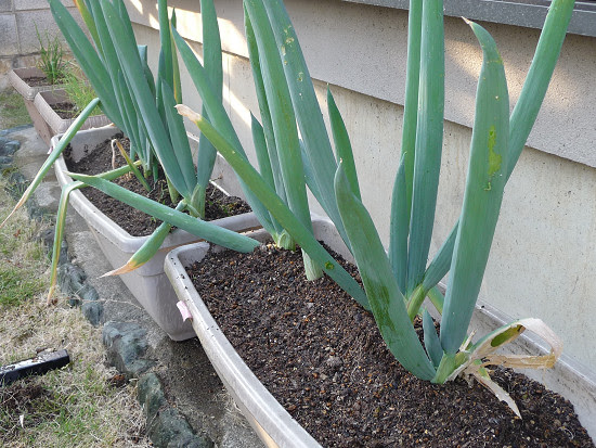 プランターで栽培実験 下仁田ネギ産直センター