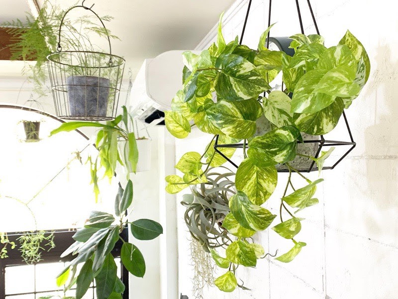 もりもりポトス おしゃれなフェイクグリーン 人工観葉植物通販 いなざうるす屋