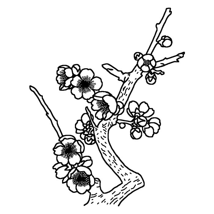 ブンゴウメ 豊後梅 白黒 大分県の木 都道府県の木 花 鳥イラスト素材