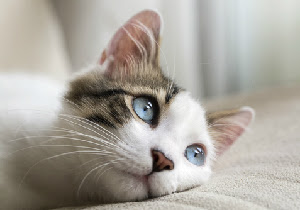 虐待 猫カフェが営業停止 里親を探すカフェが猫に幸せを運ぶ 健康 医療情報でｑｏｌを高める ヘルスプレス Health Press