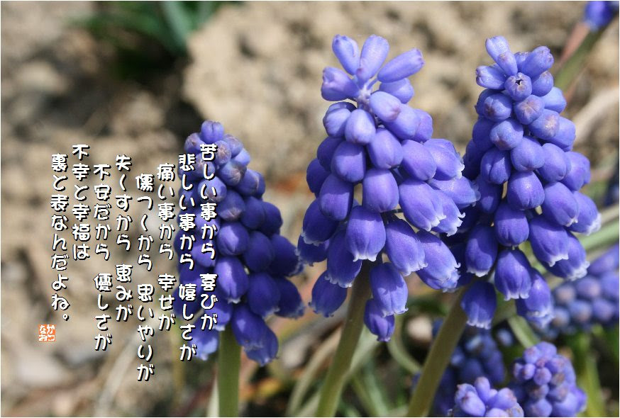 No 259 ムスカリ 花言葉 寛大なる愛 明るい未来 通じ合う心 なおかつ フォトエッセイ
