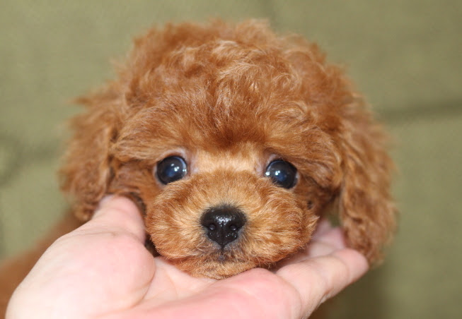 トイプードル 子犬 ブリーダー Tiny Precious Kennel