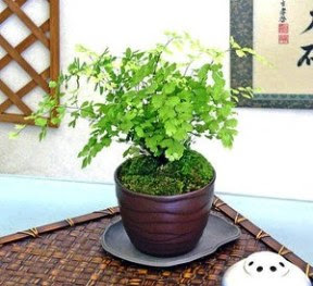 アジアンタムの育て方 自然と暮らす 観葉植物