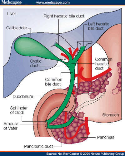 common bile duct ultrasound. Common Bile Duct