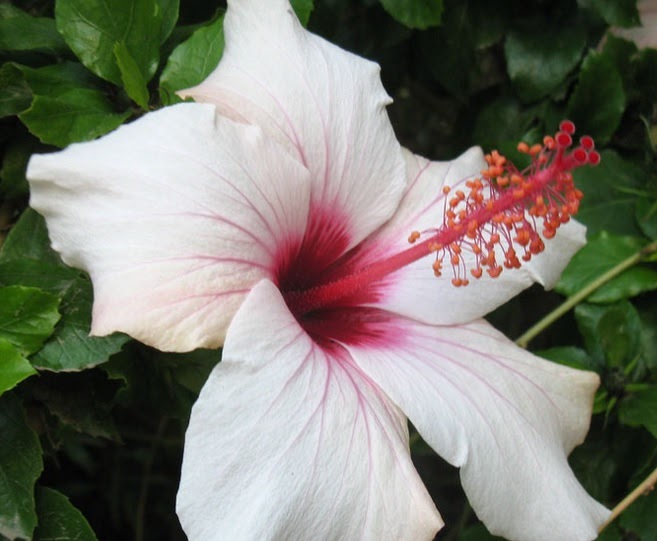 12+ Jenis Bunga Hias Di Indonesia