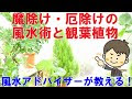 [コンプリート！] 魔除け 植物 131239