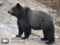 Video HELP TO SAVE THESE BEAR CUBS