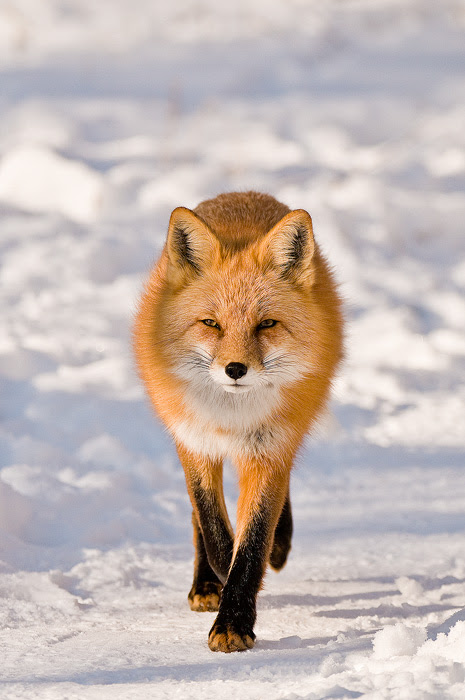 500px favs, rg443