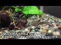 画像 ドジョウ 砂利 228108-ドジョウ 砂利