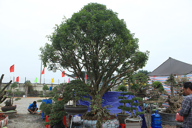 "Kỳ hoa dị thảo" dồn dập đổ về Hà Nội, dân chơi cây cảnh phát sốt - 9