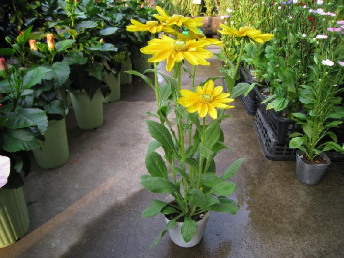 大輪系ルドベキア プレーリーサン ４号ポット ２９８ ４号ポットで作ってい 美笠工藝社