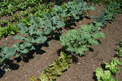 dad's garden 6