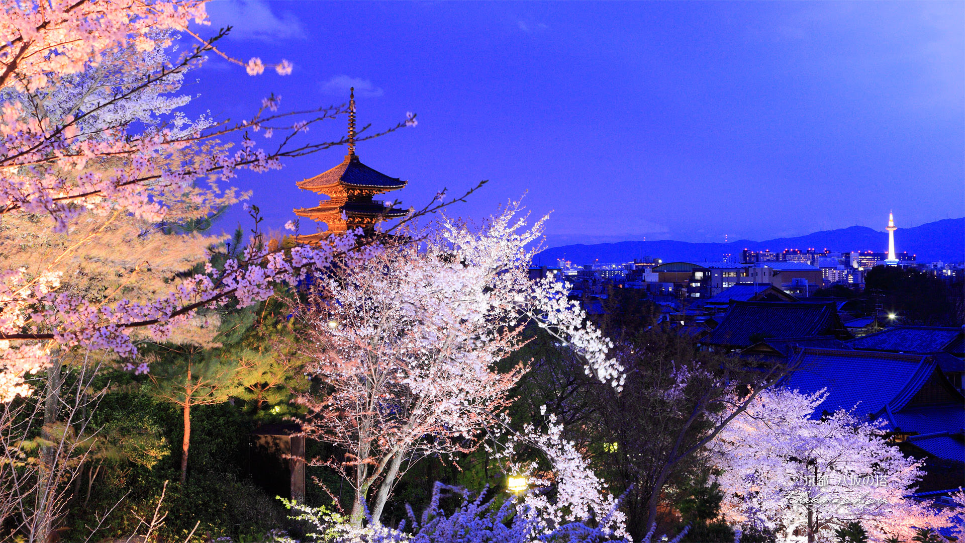 高台寺 夜桜と八坂の塔 の壁紙 19x1080