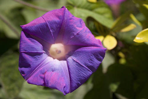 purple flower pictures