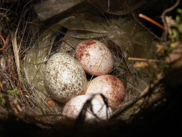house wren eggs