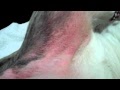 Dog Rash On Stomach And Armpits