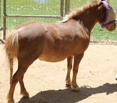 Miniature Horse Foaling Miniature Dystocia Miniature Horse Breeder Amha Miniature Horses Miniature Horses For Sale In Arizona Miniature Horses For Sale In Az