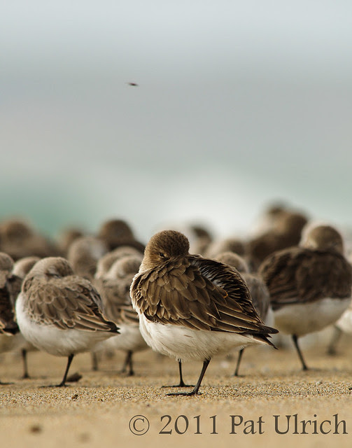 Resting Dunlin - Pat Ulrich Wildlife Photography