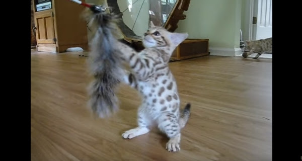可愛さ余って白さ百倍 スノーベンガルの子猫がきゃわわすぎ
