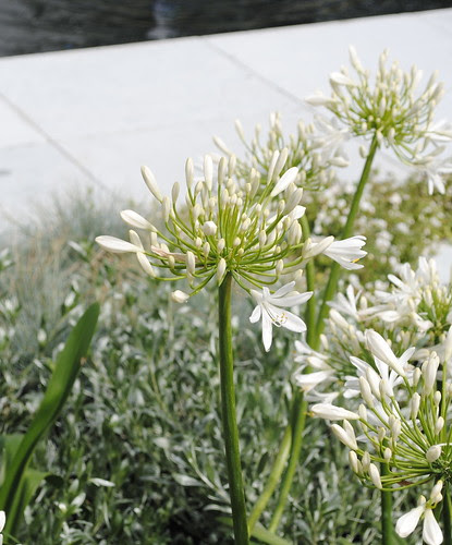 Gorgeous white flowers