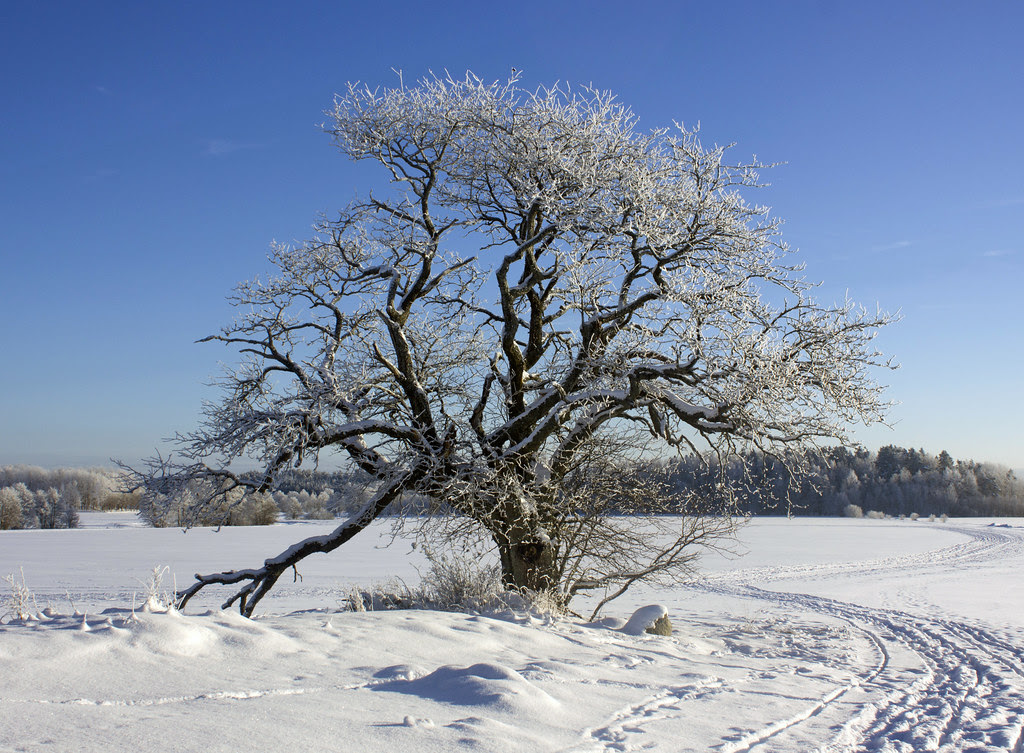That Old Tree