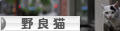 にほんブログ村 猫ブログ 野良猫へ