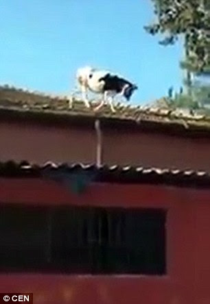 cow makes dash for freedom across roof of two-storey