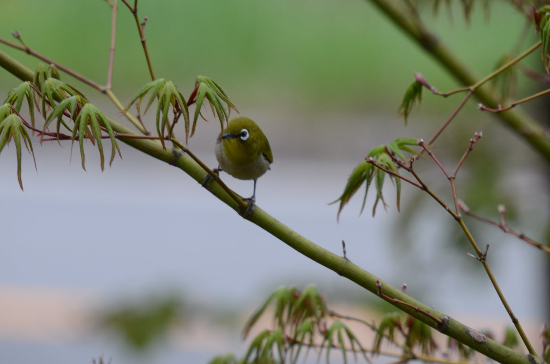 八ヶ岳 中央高原原村 海を語れる高原のペンション マリンスノー トピックス