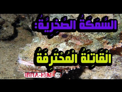 شاهد بالفيدو القبض على اخطر سمكة سامة فى العالم