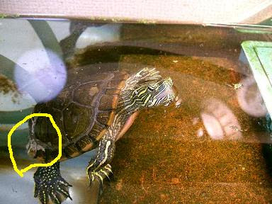 カメの病気 動物病院