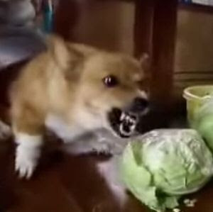 コーギー 怒りのキャベツ 他 怒りのコーギー動画 もふぬこ動画 画像