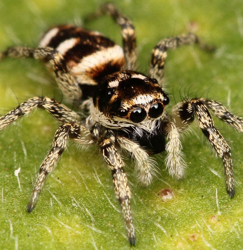 Nama Hewan Bagian Tubuh Sayap Jumlah  Kaki  Mutakhir