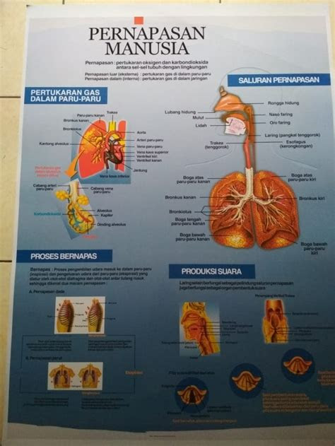 jual gambar sistem pernapasan manusia gambar model