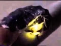 الحشرة المضيئة سبحان الله // l'insect rare  qui a de lumiere