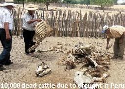 Dead Cattle in Peru