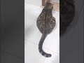 25 ++ 猫 尻尾 返事 236983