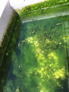 メダカの飼育水槽の掃除は面倒な作業ですね