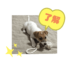 Lineスタンプ テリア の完全一覧 全1000種類